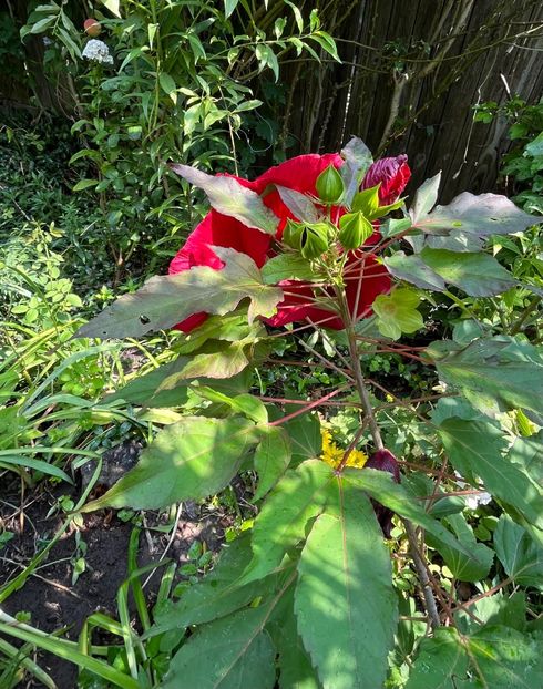 AA3A6972-9731-4ABC-9AFB-FB4FEB3FE00C - Hibiscus moscheutus