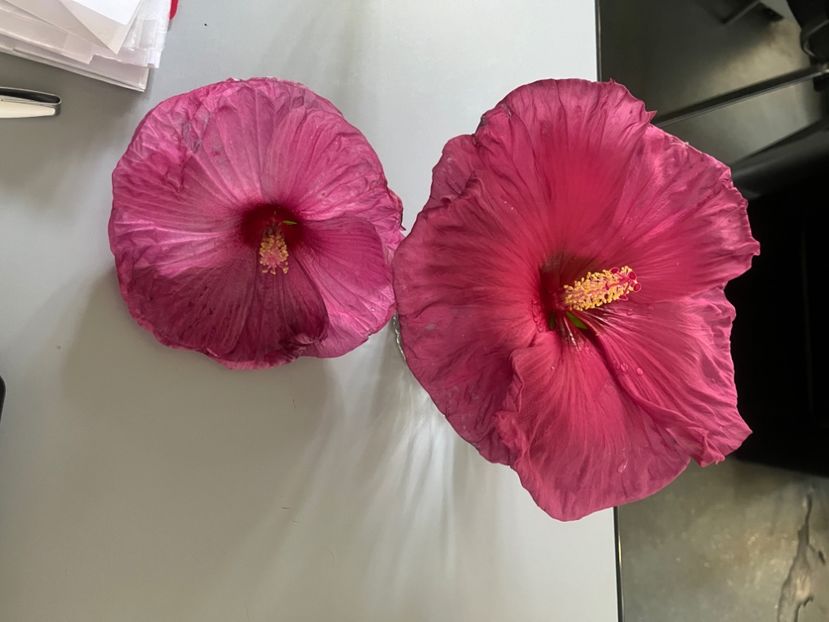 FCE66B20-D8AA-4B00-9111-2A4A61411002 - Hibiscus moscheutus