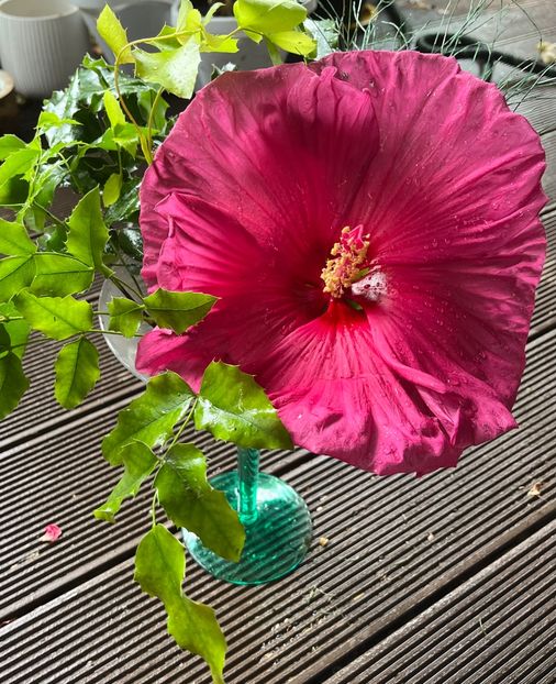 3BA04069-A84E-4B27-BEA5-D1CD924C71CC - Hibiscus moscheutus