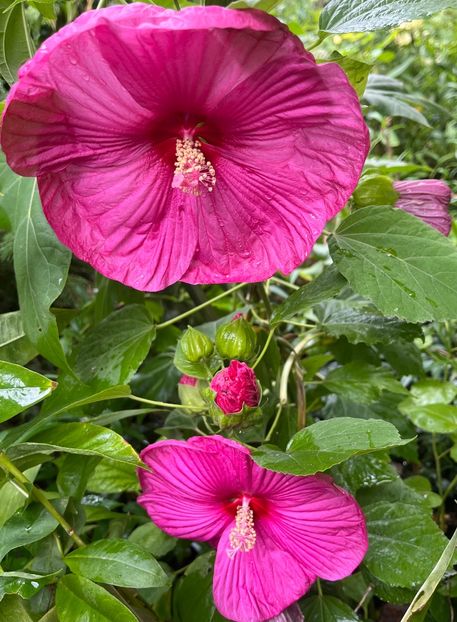 1D963312-2BBD-40C8-AA5E-1CDBE4BD171C - Hibiscus moscheutus