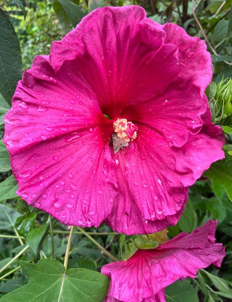 5B1C054F-E760-472C-8834-DBDA04C04111 - Hibiscus moscheutus