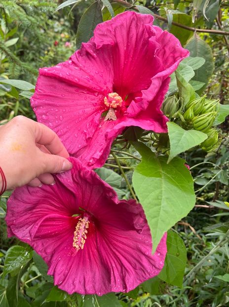 D4CF82B7-B1F6-4FC7-B937-D20F62E1D8C1 - Hibiscus moscheutus