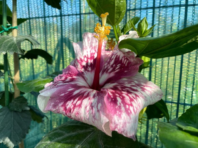 E2A74ACE-E6EC-48A6-93F2-5825BEF77783 - X - Purple Magic