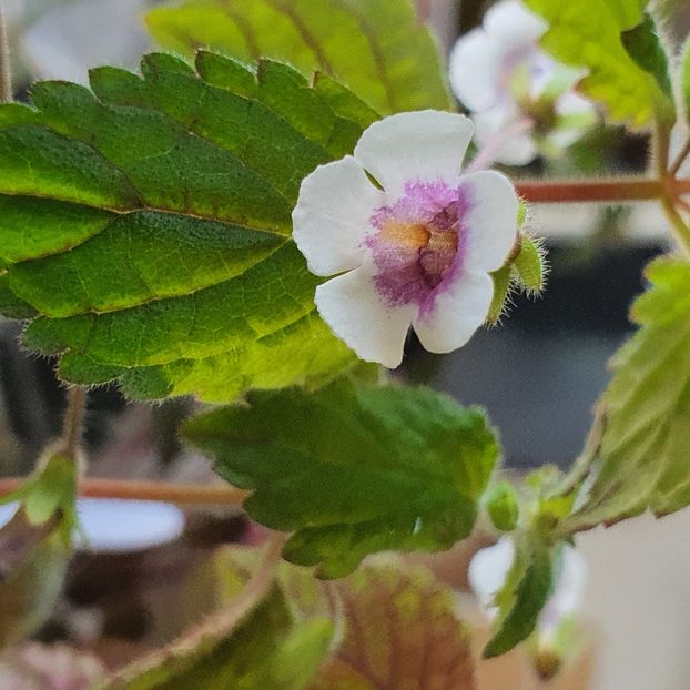 Misera - Achimenes 2023