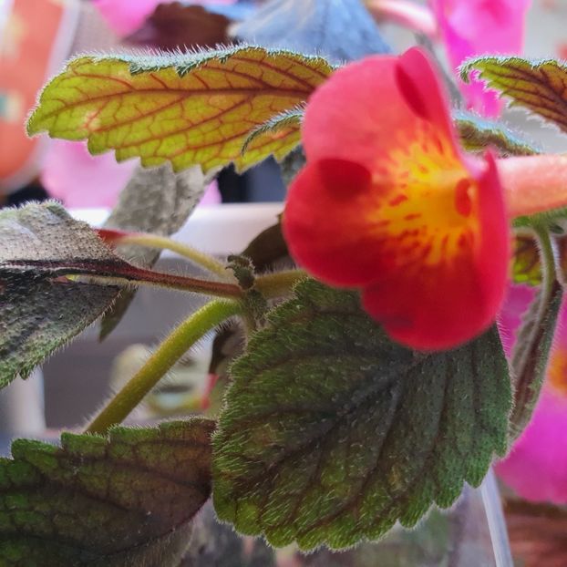 MM s Tania - Achimenes 2023