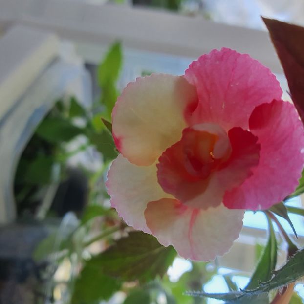 Lemon Orchard - Achimenes 2023