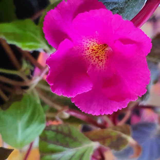 Brid s Pink Lily - Achimenes 2023