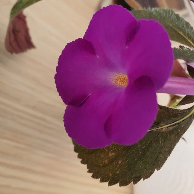 Brid s Luisa - Achimenes 2023