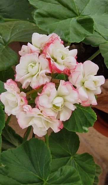  - Happy Appleblossom