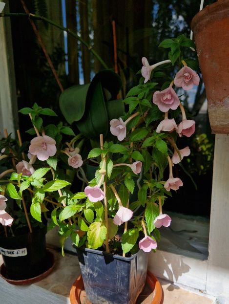 Ghiveciul 1- in lumina apusului - Double Pink Rose p