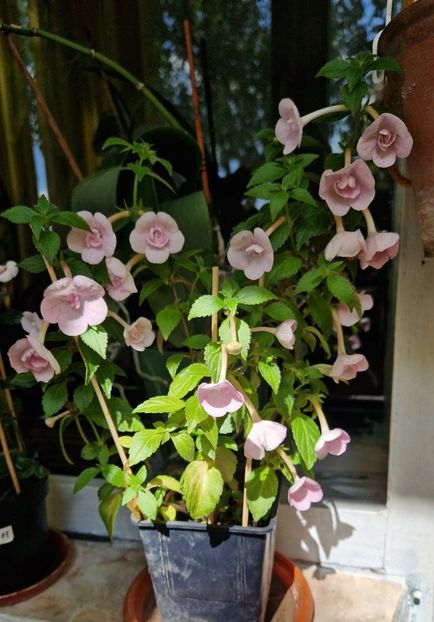 Ghiveci 1 - Double Pink Rose p