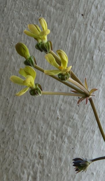  - Pelargonium Gibbosum
