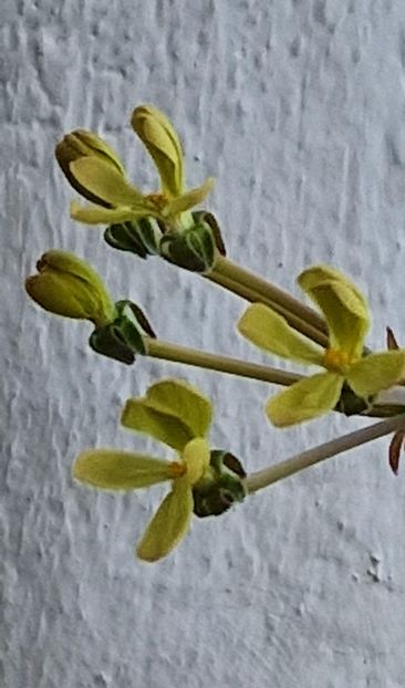  - Pelargonium Gibbosum