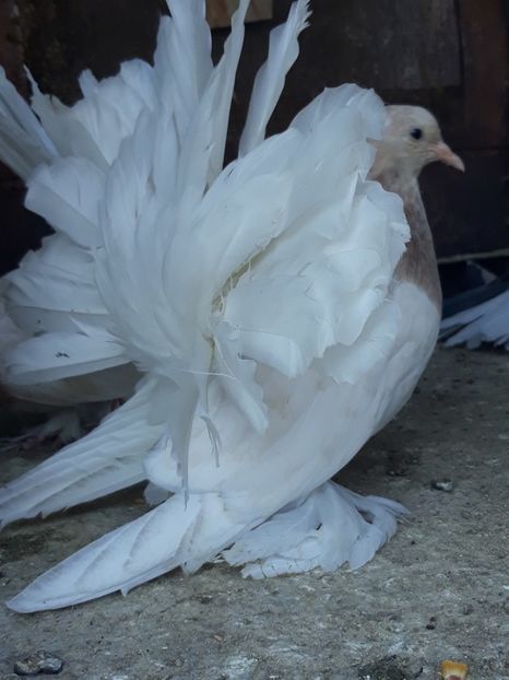  - Indian fantail 2023