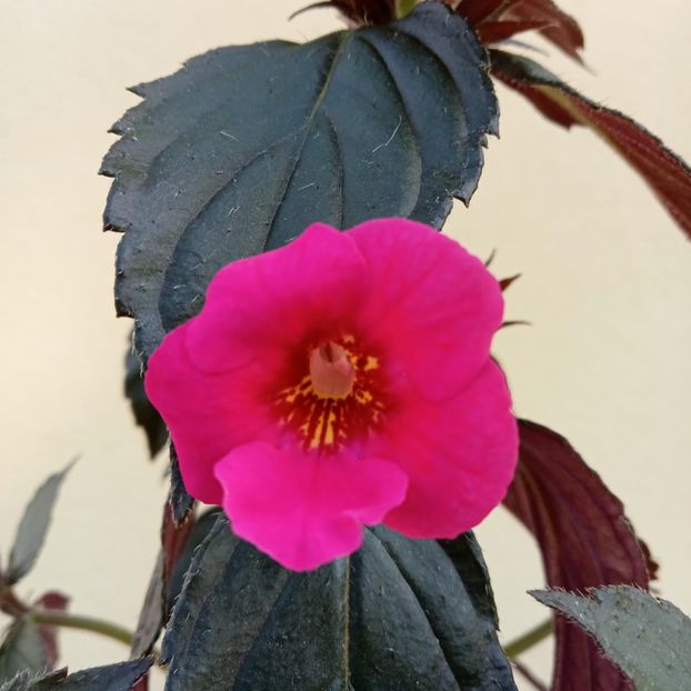 Summer Blitz - - 2023