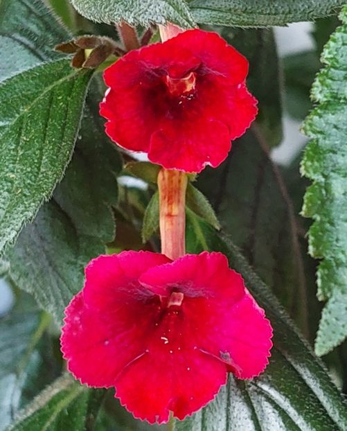  - RF-S MEXICAN VELVET RED