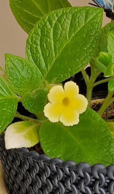 Episcia Tropical Topas rrvenita dupa multa vreme - Alte plante de interior