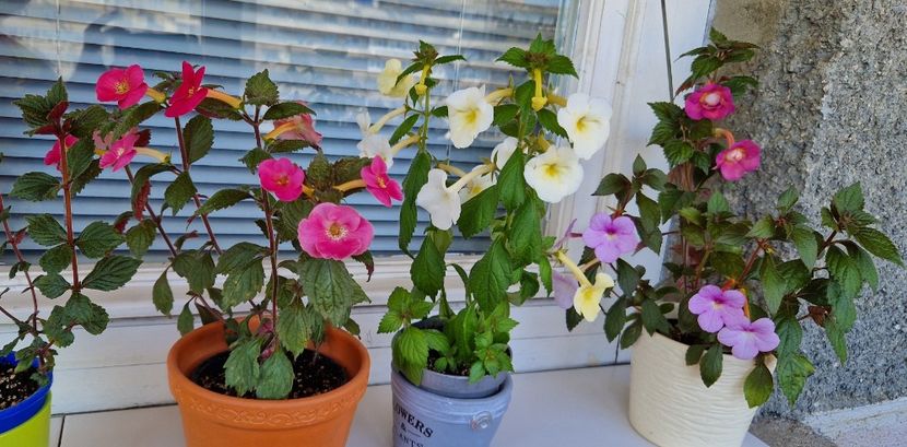  - Achimenes 2022 2023