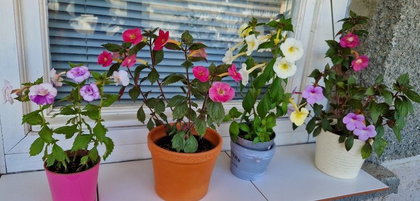  - Achimenes 2022 2023