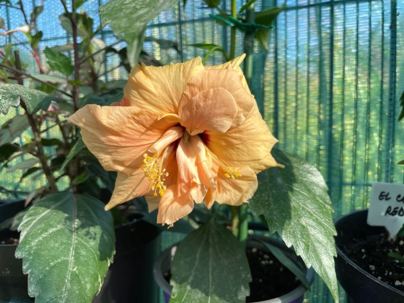 02080646-A632-4FE4-9895-66A21AE748B1 - 001 - Hibiscusi