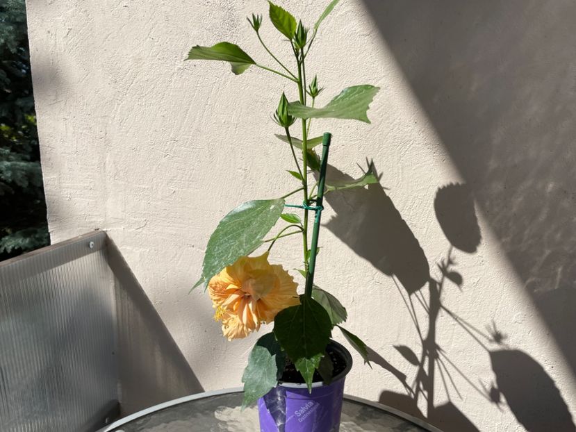 DBCC68F8-0F5D-4733-BE36-509A7B0FFE18 - 001 - Hibiscusi