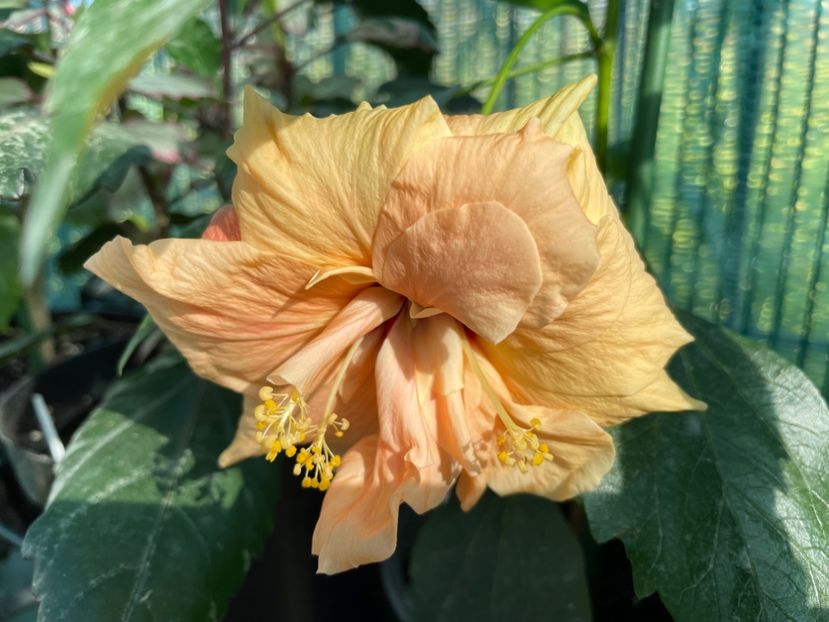 AC9D9B8E-013C-4AF3-91E3-6197C3A7E375 - 001 - Hibiscusi