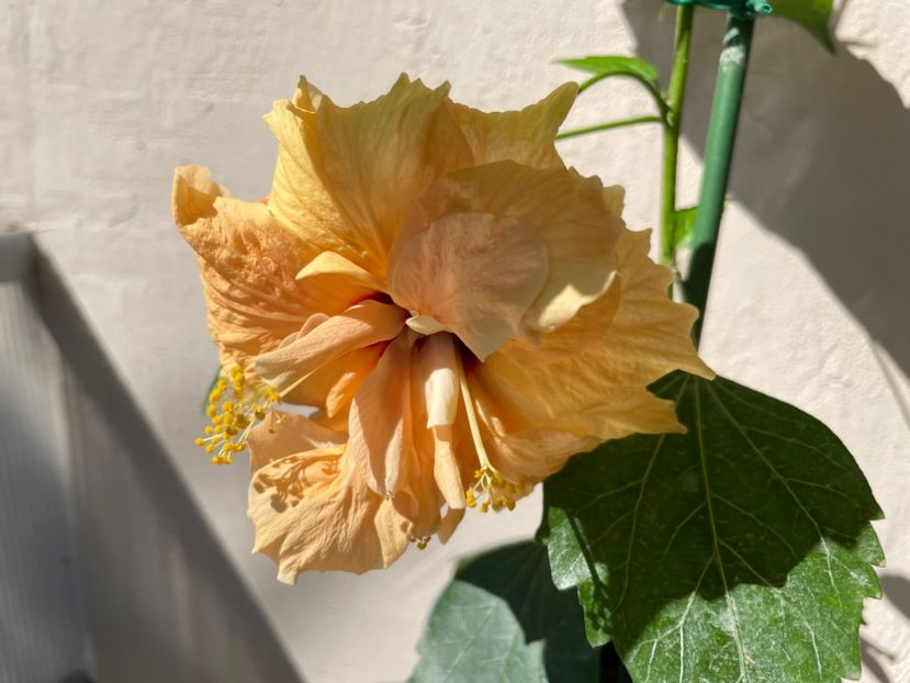 95081E43-E32D-405C-A187-E38F97F7AFCB - 001 - Hibiscusi