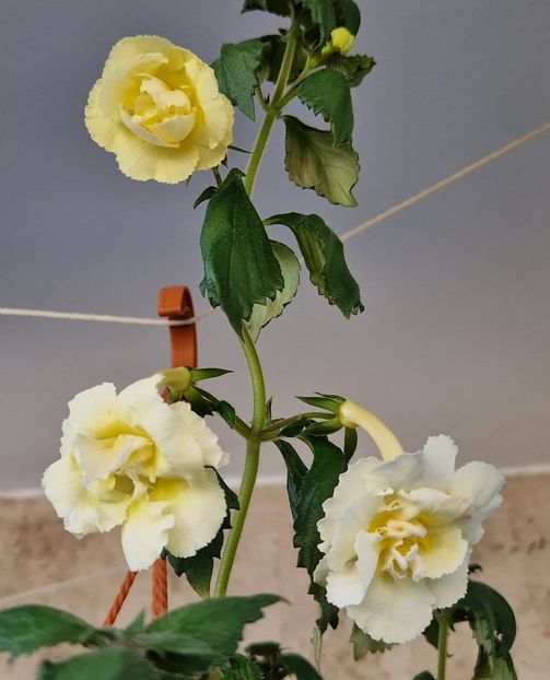 Am doua ghivece - Yellow English Rose R