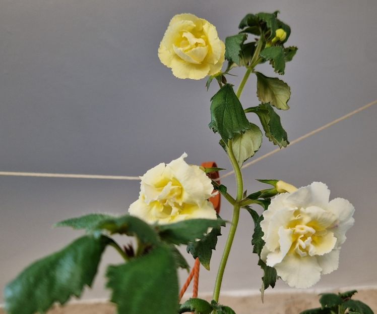 Acesta are flori f mari - Yellow English Rose R