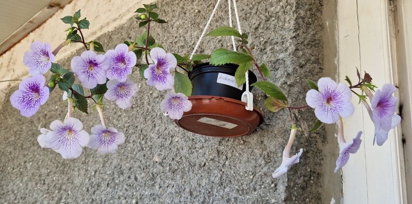  - Ambroise Verschaffelt Rodica