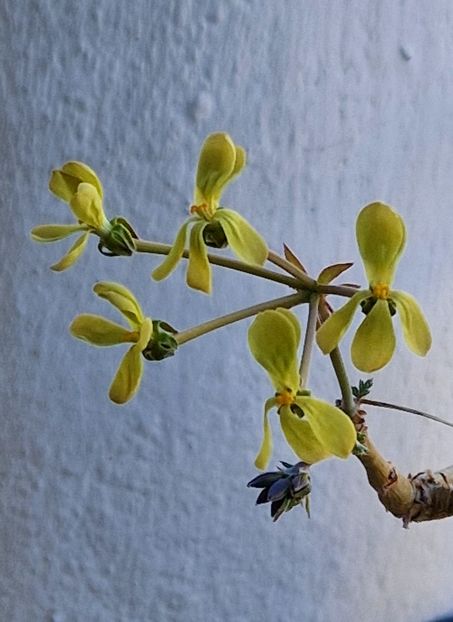  - Pelargonium Gibbosum