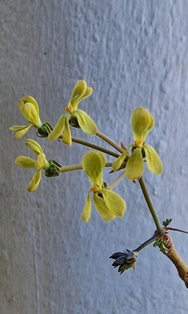  - Pelargonium Gibbosum