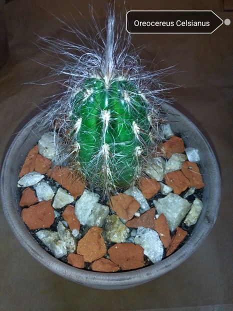Oreocereus celsianus - Cactusi