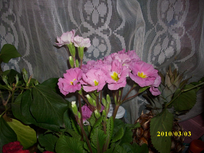 DSCI4652 - primavara 2010