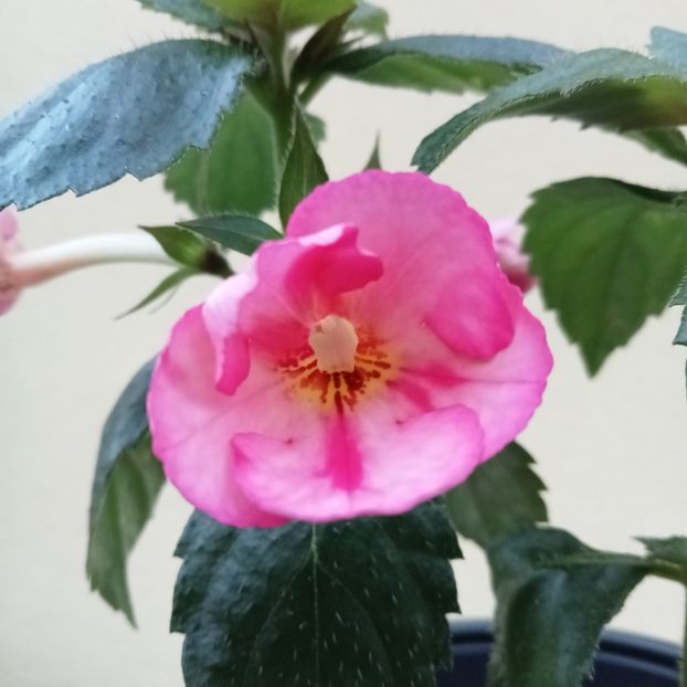 Vie en Rose - - 2023