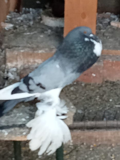 m 2023 - Gusat de Pomerania