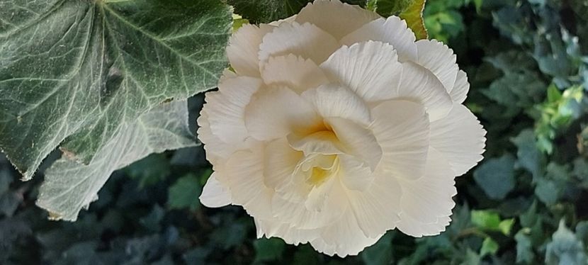 Floare de begonie - 2023