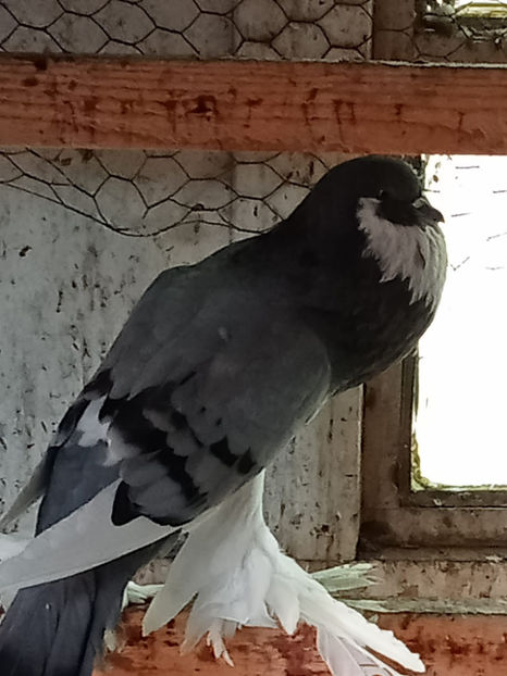 f 2023 - Gusat de Pomerania