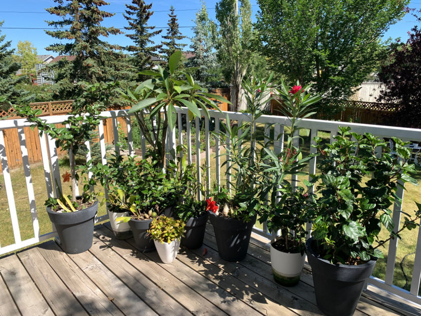  - Jurnalul gradinii 2023