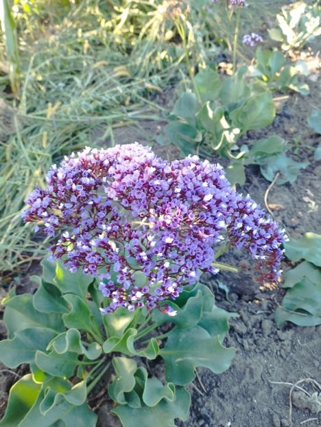  - Limonium perezii 2023