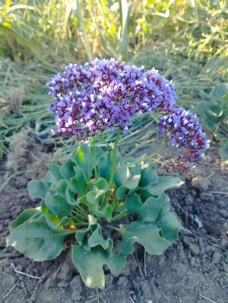  - Limonium perezii 2023