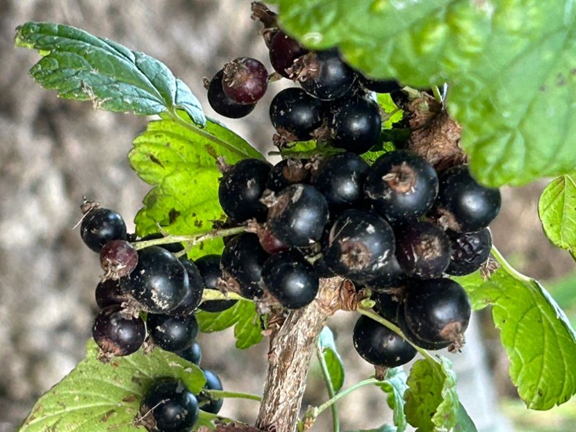  - Coacăz roși - negru Goji si Agriș