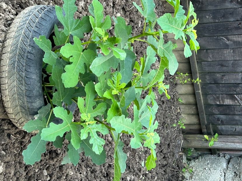  - Coacăz roși - negru Goji si Agriș