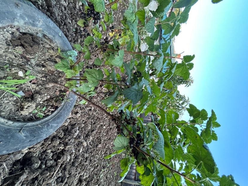  - Coacăz roși - negru Goji si Agriș