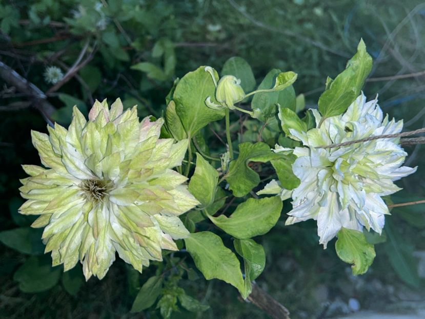  - Clematis