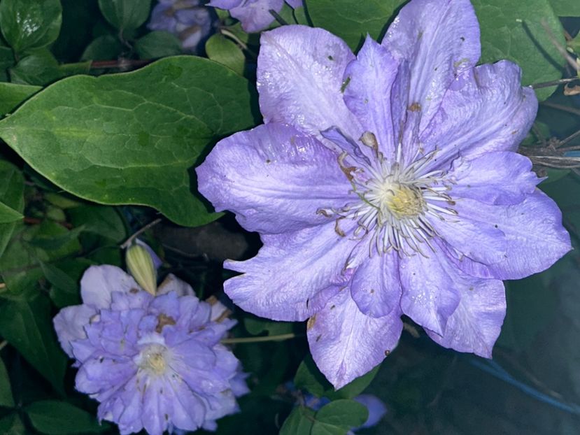 - Clematis