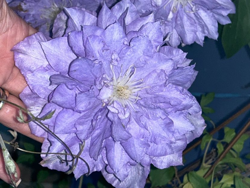  - Clematis