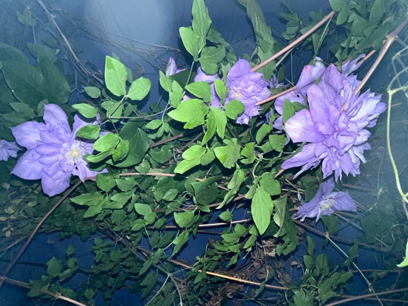  - Clematis