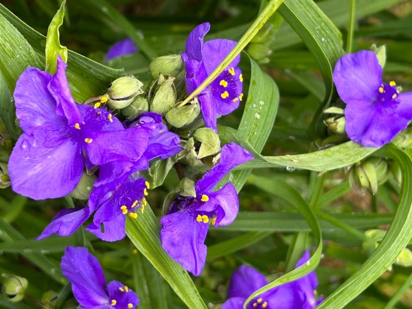  - Buna dimineata floare