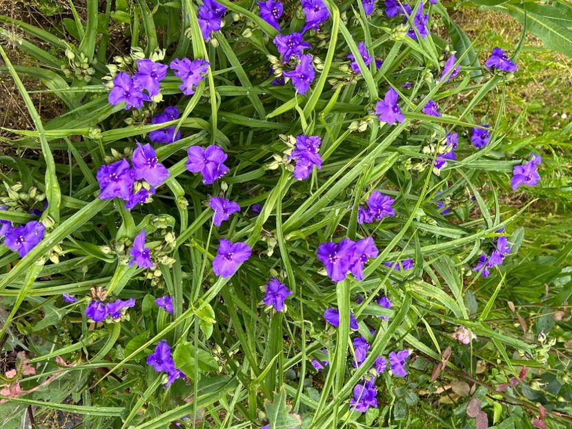  - Buna dimineata floare